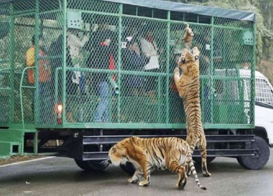 Tourists get locked in this Zoo instead of animals