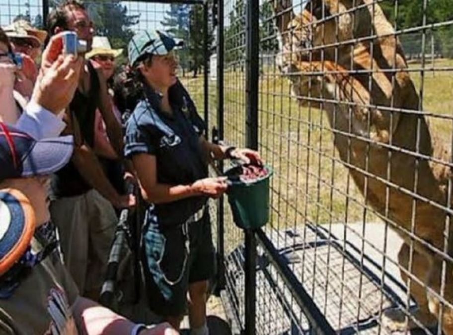 Tourists get locked in this Zoo instead of animals