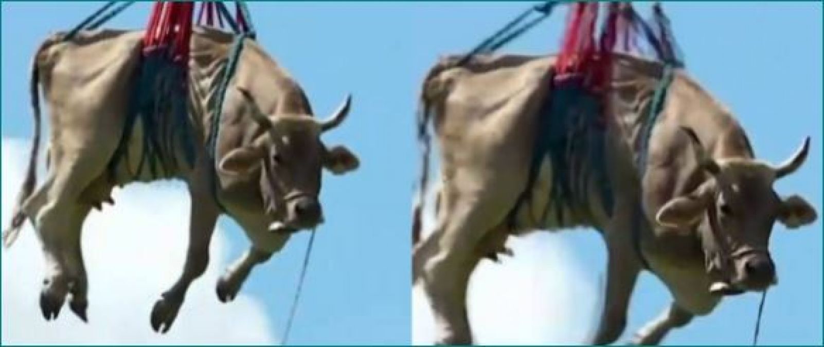 Switzerland: Airlifted cow brought down from mountains
