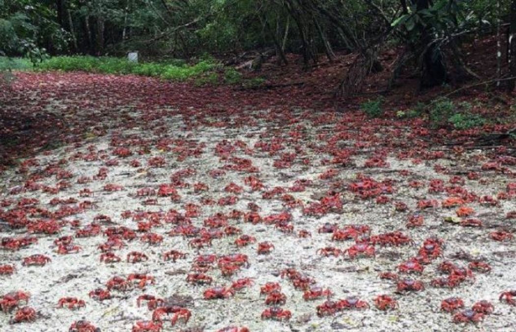 Crabs are wreaking havoc in this Island, people faces trouble