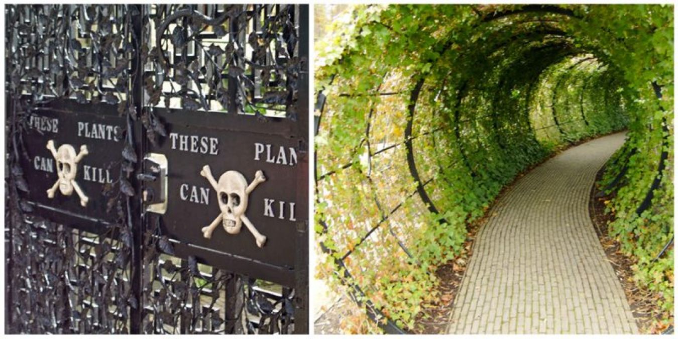 This garden is very poisonous, it can kill you in the blink of an eye!