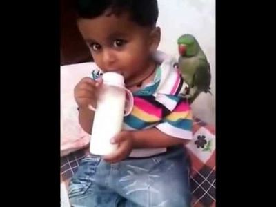 इस बच्चे और तोते की क्यूट वीडियो आपको भी कर देगी खुश, देखिये यहां