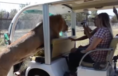 Video : खुली जीप में आ लपका शेर, पर्यटक का हुआ ये हाल