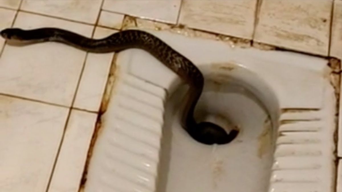 बंगले के टॉयलेट से निकला 5 फुट लम्बा कोबरा, घरवालों के उड़े होश