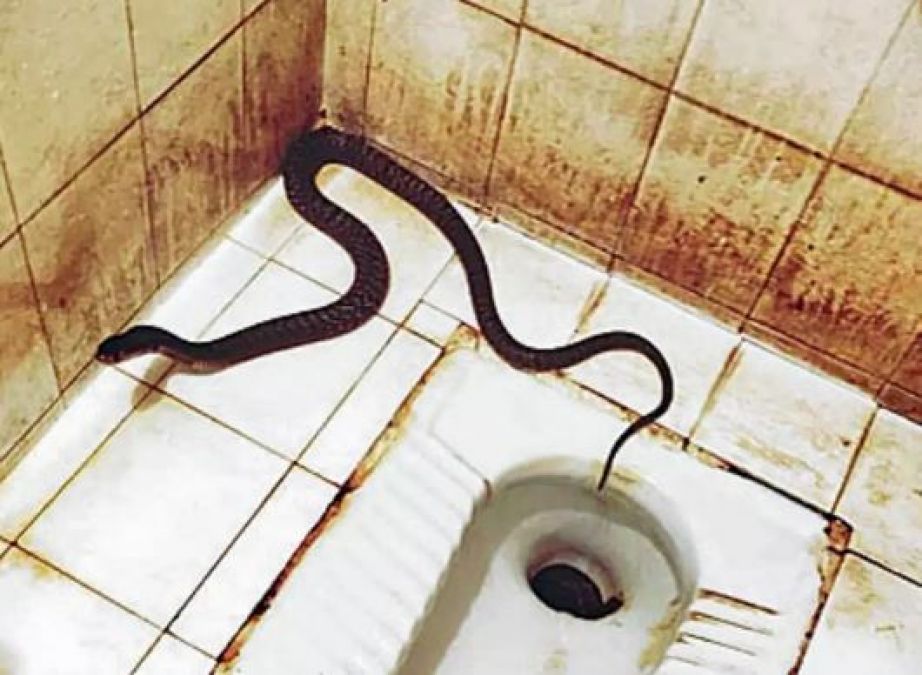 A 5-foot-long cobra came out of the toilet of a bungalow in Mumbai