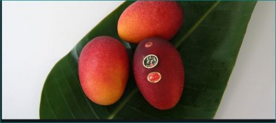 World's most expensive mangoes which are sold for around 3 lakh rupees