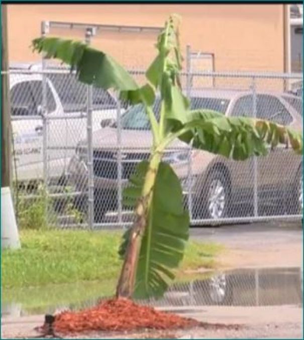Banana tree planted on middle of road, will be surprised to know the reason