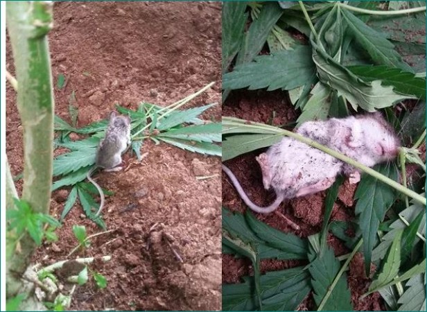 Mouse Caught Munching On Cannabis Leaves In Canada, watch viral video here