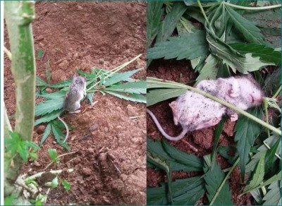 Mouse Caught Munching On Cannabis Leaves In Canada, watch viral video here