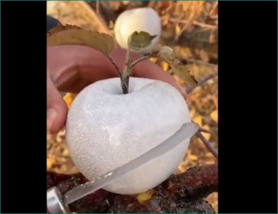 VIDEO: White apple snow going viral after red-black apple
