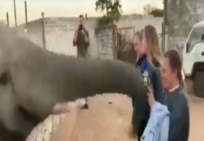 Elephant teaches lesson to girl who want to take selfie, watch video here