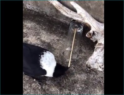 Story of thirsty CROW turned out to be true, video went viral