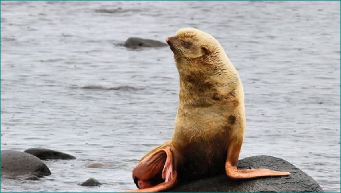 Rare Albino Seal spotted in Russia, picture goes viral