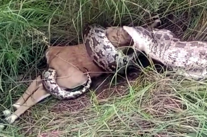 Python swallows deer, photos revealed