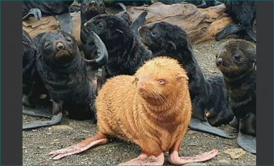 Rare Albino Seal spotted in Russia, picture goes viral