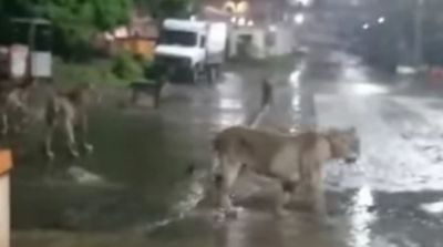 Pride of Lions Found Roaming on Road in Gujarat's Junagadh, Video Goes Viral