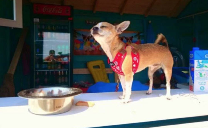 यूरोप में खुला है Beach Bar, जहाँ पालतू कुत्ते आ कर मनाते हैं अपना Vacation