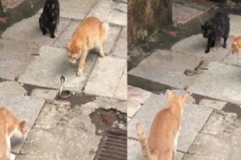 कोबरा को घेर चार बिल्लियों ने कर दिया उस पर अटैक, वीडियो हुआ वायरल