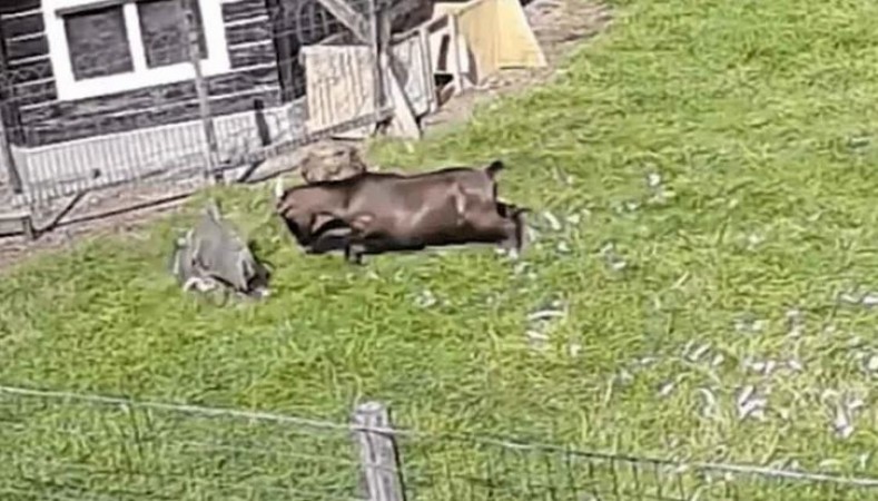 Goat shows strength and saved the life of a chicken from a hunting eagle