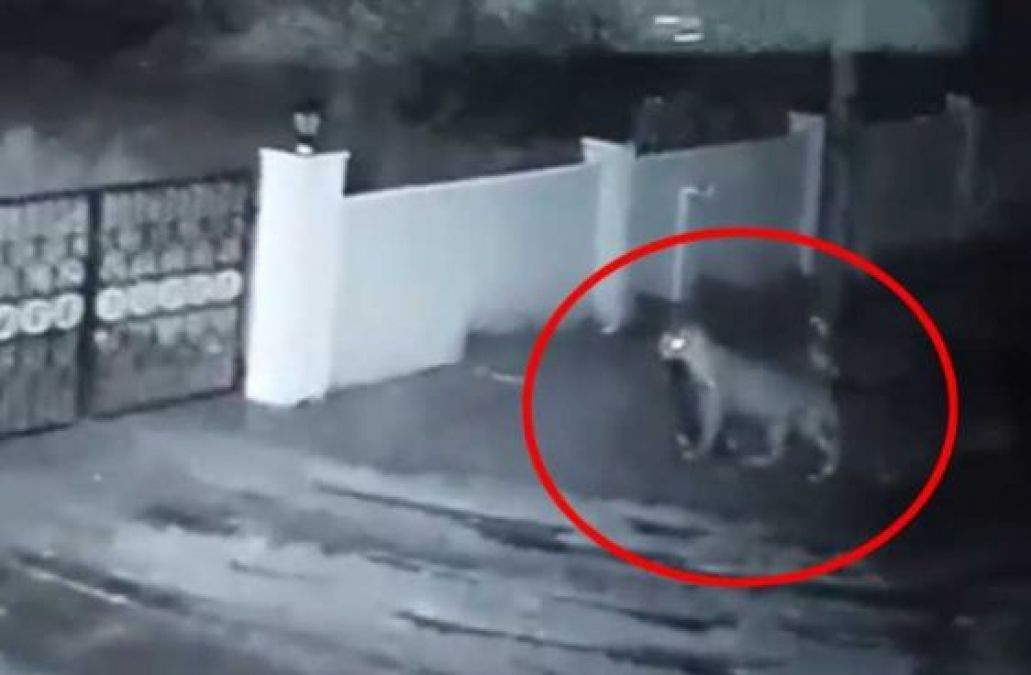 Video: Leopard enters the house and then...