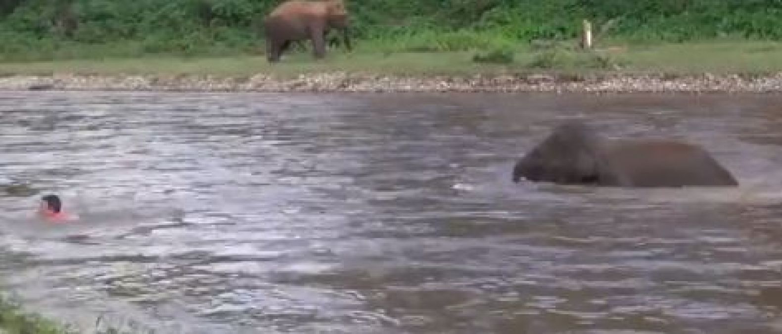 Video : नदी में तैर रहा था शख्स, डूबता देख पानी में उतरा हाथी का बच्चा