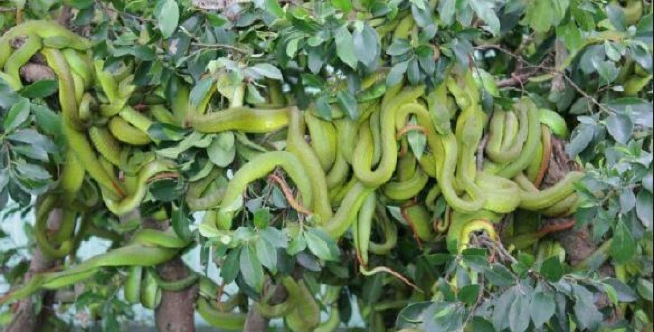 30 lakh snakes are cultivated in this village, reason will blow your senses