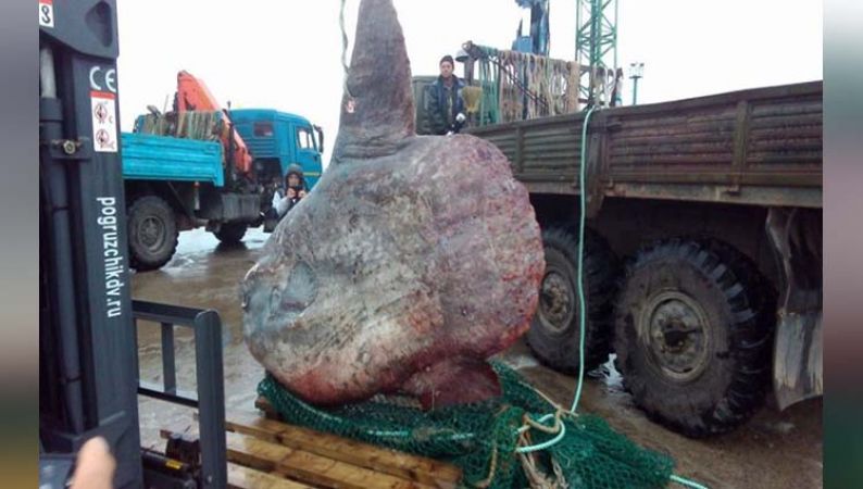 रूस के समंदर से मिली मछुआरे को 1 टन की Sunfish, वायरल हो रही है तस्वीर