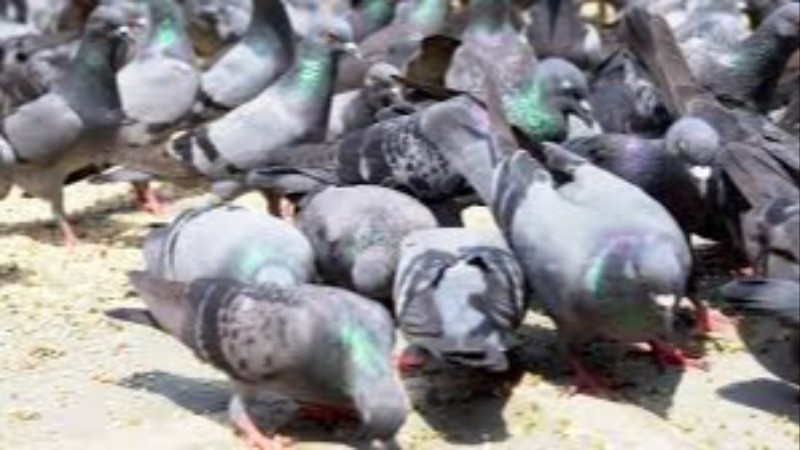 Do pigeons really have a sharper memory?