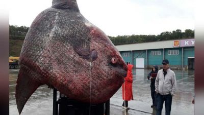 रूस के समंदर से मिली मछुआरे को 1 टन की Sunfish, वायरल हो रही है तस्वीर