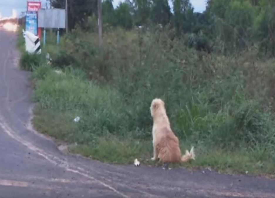 Dog was waiting for owner at same place for 4 years, this is how emotional meeting happened
