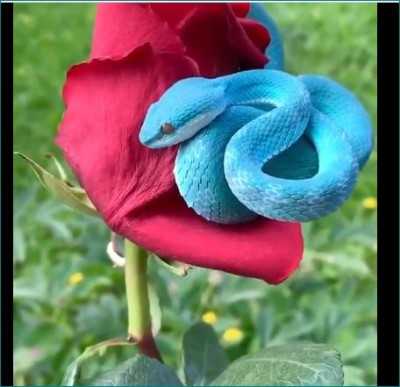 Rare blue snake wrapped on rose, video goes viral