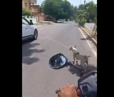 शर्मनाक! कुत्ते के गले में रस्सी बांधकर गाड़ी से घसीटता दिखा डॉक्टर, रोंगटे खड़े कर देने वाला वीडियो