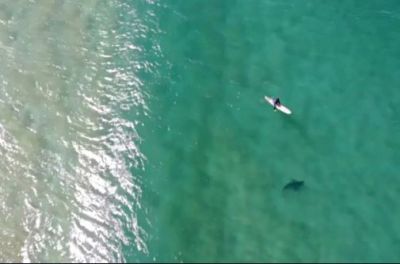 Video : पानी में Chill कर रहा शख्स, तभी आई शार्क और...