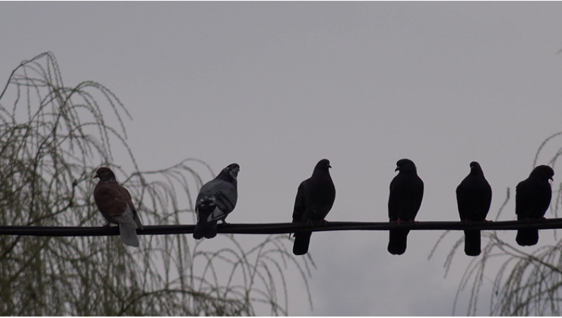 आखिर क्यों पक्षी बिजली और टेलीफोन के तार पर बैठते है? आप भी जान लीजिये