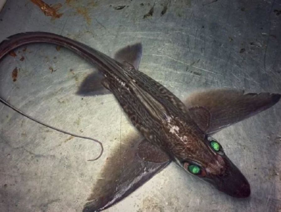 Fisherman was surprised to find a fish like dinosaur