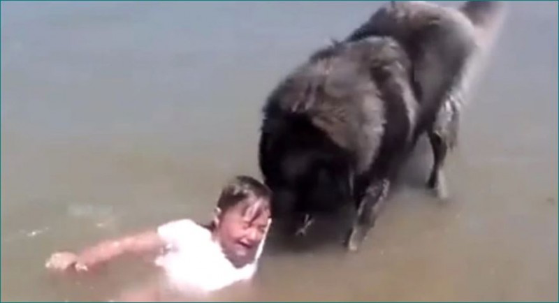 VIDEO: कुत्ते की वफादारी ने जीता दिल, मालिक की बच्ची को बचाया