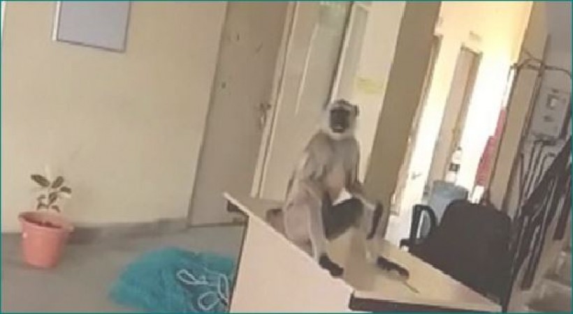 Baboon used to run away after twisting the ears of the policemen, here's how he was caught