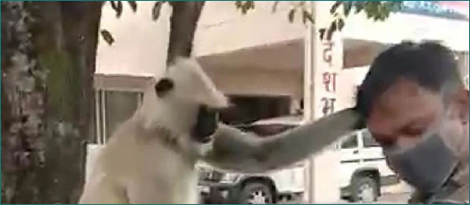 Baboon used to run away after twisting the ears of the policemen, here's how he was caught