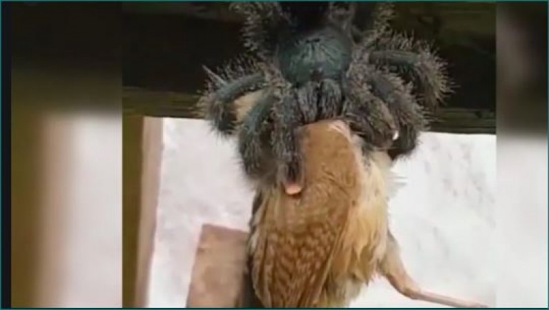 Giant spider eats bird, video goes viral