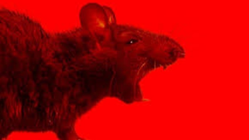 These are the world's most dangerous rats.