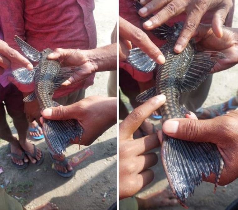 Four-eyed fish found in river, onlookers crowd gathered