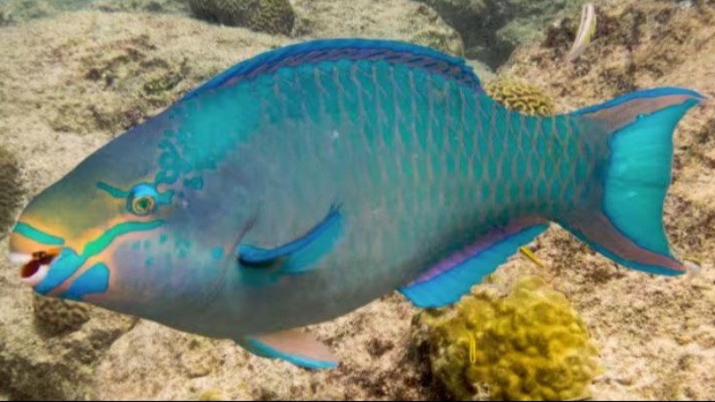 The mouth of this fish is like the beak of a parrot