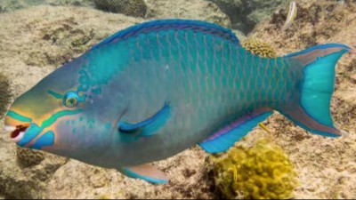 The mouth of this fish is like the beak of a parrot