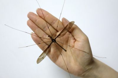 मकड़ी जैसा दिखता है ये मच्छर, जानिए कितना बड़ा है आकार