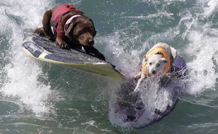 यहाँ होती है कुत्तों की सर्फिंग प्रतियोगिता