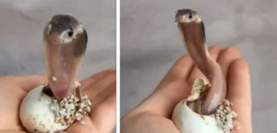 Baby Cobra's Shocking Act As She Hatches Eggs, Watch Video