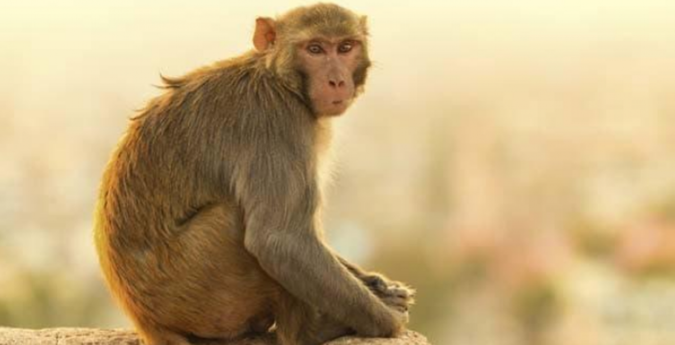 Monkey travelled 22 km to take revenge! Know the whole matter