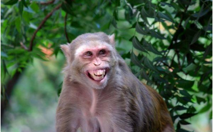 Monkey travelled 22 km to take revenge! Know the whole matter