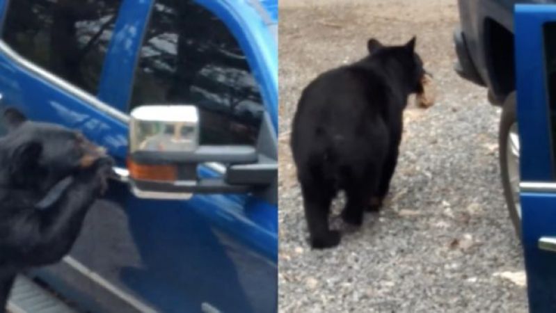 Video : भालू की ये हरकत सोशल मीडिया पर खूब हो रही वायरल