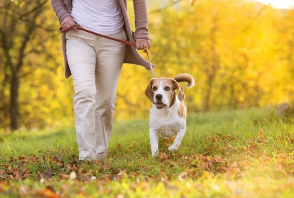 New rule: Pet owners failing to walk their dogs daily will have to pay 1.91 lakh fine
